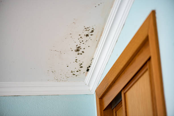 Best Mold Testing  in Mineral Ridge, OH