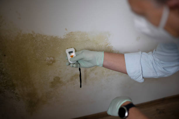 Best Professional Mold Removal  in Mineral Ridge, OH