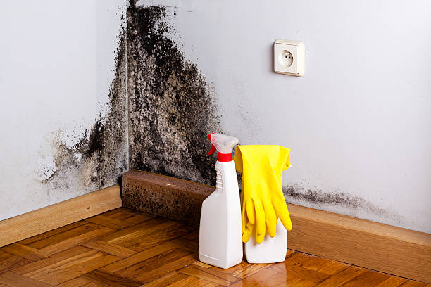 Home Mold Removal in Mineral Ridge, OH