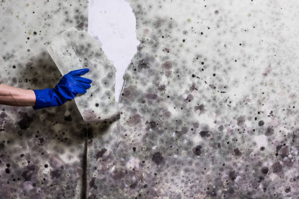 Best Same-Day Mold Removal  in Mineral Ridge, OH