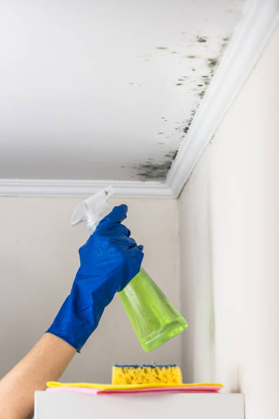 Best Mold Cleaning Services  in Mineral Ridge, OH