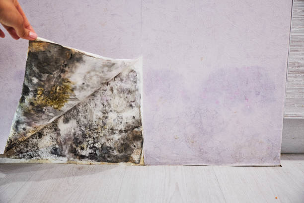 Trusted Mineral Ridge, OH Mold Removal Experts